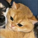Lorna Chen - Facebook