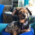 Lorna Steele - @gentlepawspetsitting - Instagram