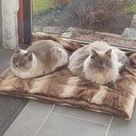 lorna sutherland - @balu_and_bunny_ragamuffins - Instagram