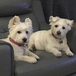 Lorraine Adamson - @lozzyb65 - Instagram