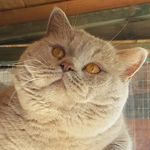 Lorraine Bowman - @bluepawzcats - Instagram