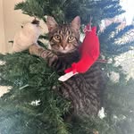 Lorraine Boyer - @libby_boyer1973 - Instagram