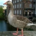 Lorraine Buck - @lorraine.buck.31 - Instagram