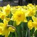Lorraine Armstrong Burrows - Facebook