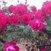 Lorraine Chambers - Facebook