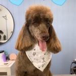 Lorraine Forster - @benji_poodle__ - Instagram
