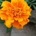 Lorraine Franks - Facebook