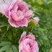 Lorraine Gates - Facebook