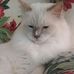 Lorraine Gates - Facebook