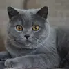 LorraineHester - @lorrainehesteraiowyli - TikTok