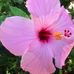 Lori Hightower - Facebook