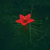 Lorraine.Ingram - @charlyzv2h4 - TikTok