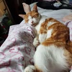 Lorraine Jones - @crazycat_lady4160 - Instagram