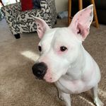 Kendall Lorraine 🐶🎀 - @thekendalllorraine - Instagram