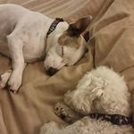 Lorraine La Pierre - @lorrainelapierre - Instagram