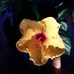 Lorraine Leduc - Facebook