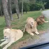 Loraine Mancini - @loraine_mancini559 - TikTok