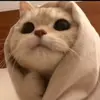 hanna_official - @lorrainemarquez8 - TikTok