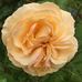 Lorraine McGregor - Facebook