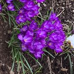 Lorraine Morse - @lorrainemorse58 - Instagram