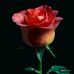 Lorraine Mosley - Facebook