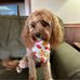 Lori Springer Nickell - Facebook