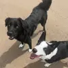 Lorraine Nolan - @lorraine_and_the_pack - TikTok