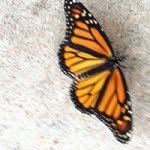 Lorraine Parisi - @lorraine.parisi - Instagram