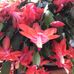 Lorraine Pasquale Fuller - Facebook