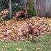 Lorraine Pedersen - Facebook