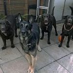 Lorraine Pemberton - @laney_crazy_dog_lady - Instagram