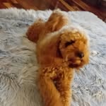 Lorraine Peters - @lorraine_peters1 - Instagram