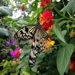 Lorraine Plante - @lorraineplante2021 - Instagram