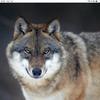 Lorraine Presley - @wolf.wolfgirl59 - TikTok
