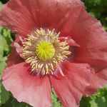 Lorraine Purdy - @lorrainepurdy2 - Instagram