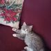 Lorraine Schmitt - Facebook
