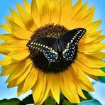 Lorraine Shutt - Facebook
