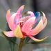 Lorraine Sutton - Facebook