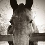 Lorraine Wilder - @midnightcleary21 - Instagram