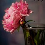 Lorri Taylor Photography - @lorritphotography - Instagram