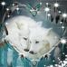 Laura Bowers - Facebook
