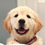 Lori Chaney - @mango_tango_foxtrot - Instagram