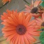 Lori Clifton - @peabody538 - Instagram