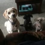 Lori Cunningham - @3dogmomma - Instagram