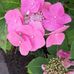Leroy Dalton - Facebook