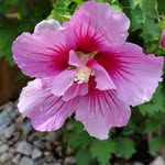 Lorrie Ellis - @lorrieellis9999 - Instagram