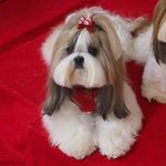Lorrie Lachance-Ellis - @lachanceellis - Instagram