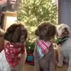 Lori Engel - @lori.engel8 - TikTok