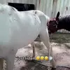 Lori Gruber - @lori.gruber794 - TikTok