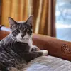 lorrieharper8 - @lorrieharper8 - TikTok